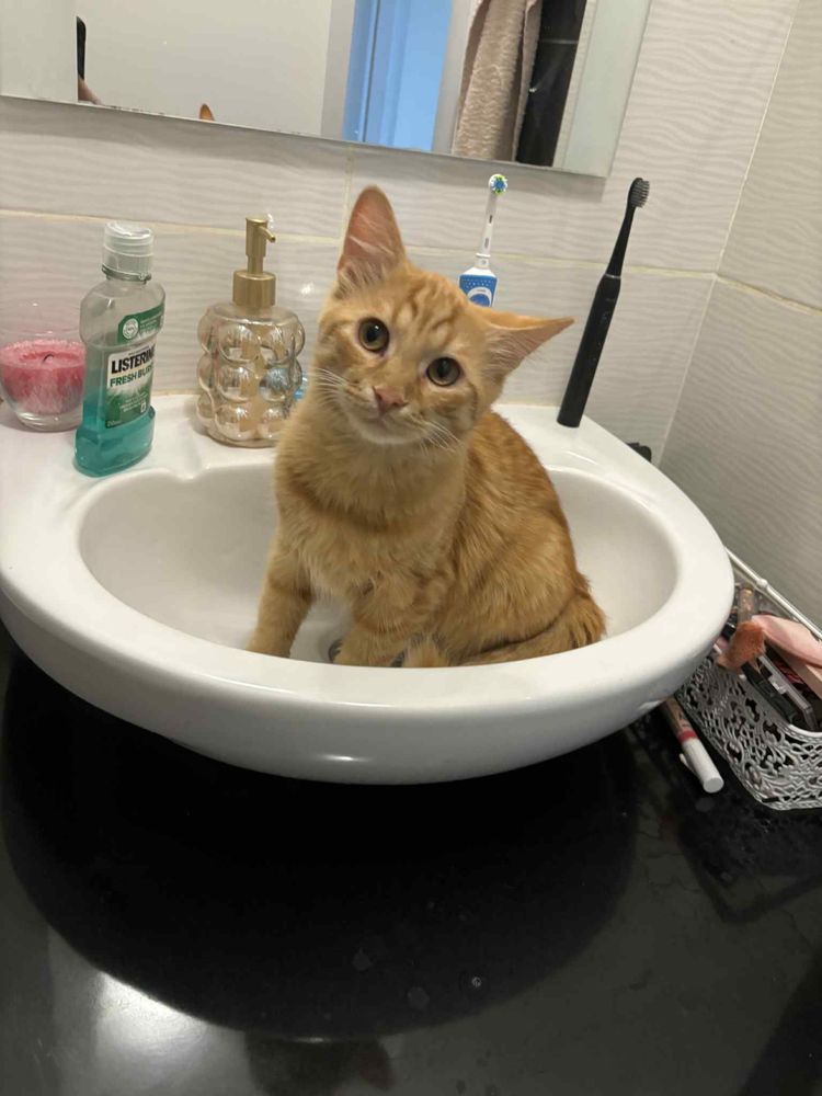 Подарявам Мъжки Котарак