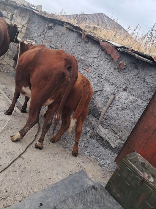 Продам кашар 1 туган.