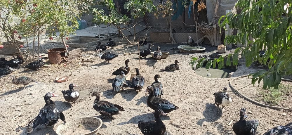 O'rdak sotiladi soni etmishta