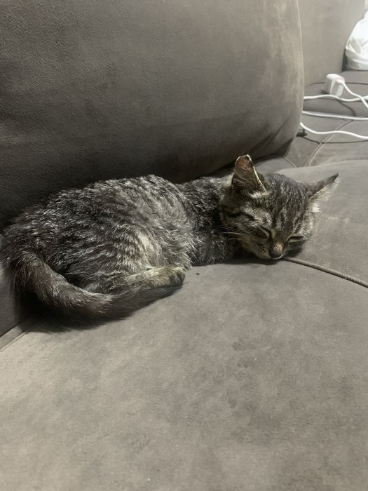 Котик отдам бесплатно