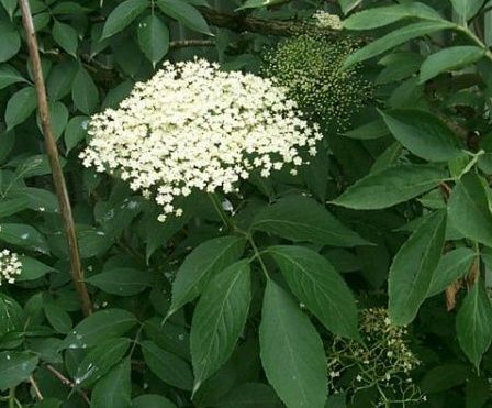 Arbuști Oramentali  (Soc )