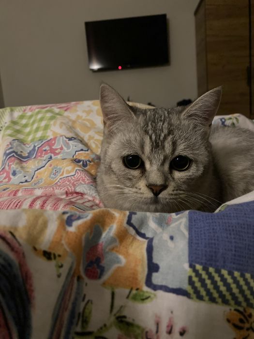 Срочно! Породистый британец по выгодной цене