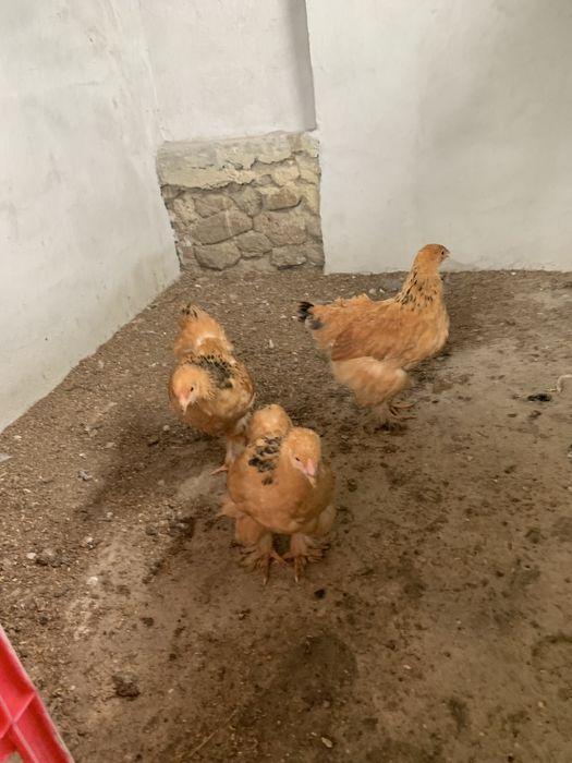 Pui Brahma Columbian