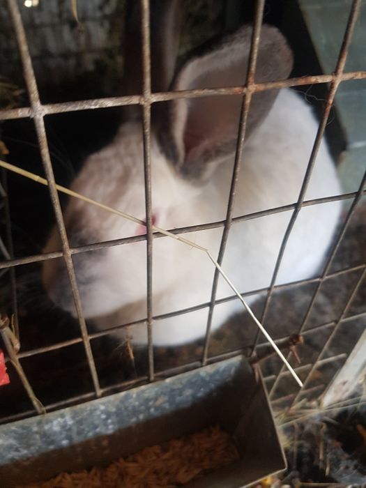 Pers fiz Vand iepuri