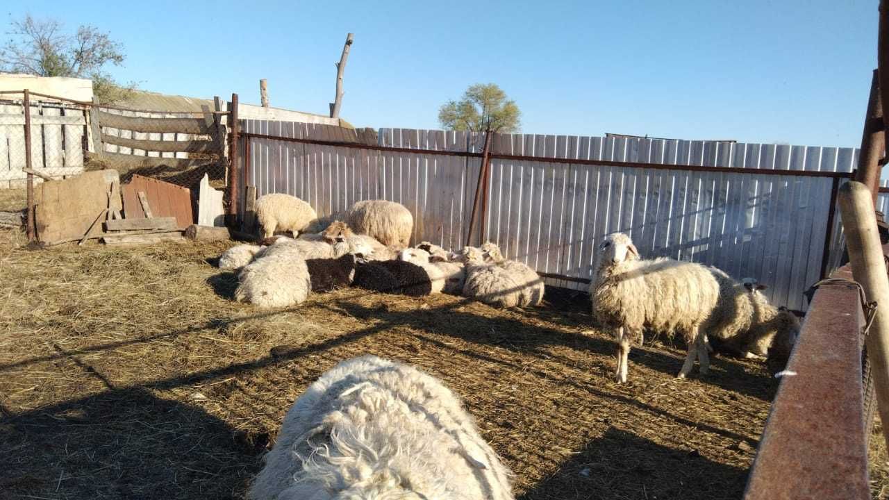 Продам теленка, бычка овец и баранов