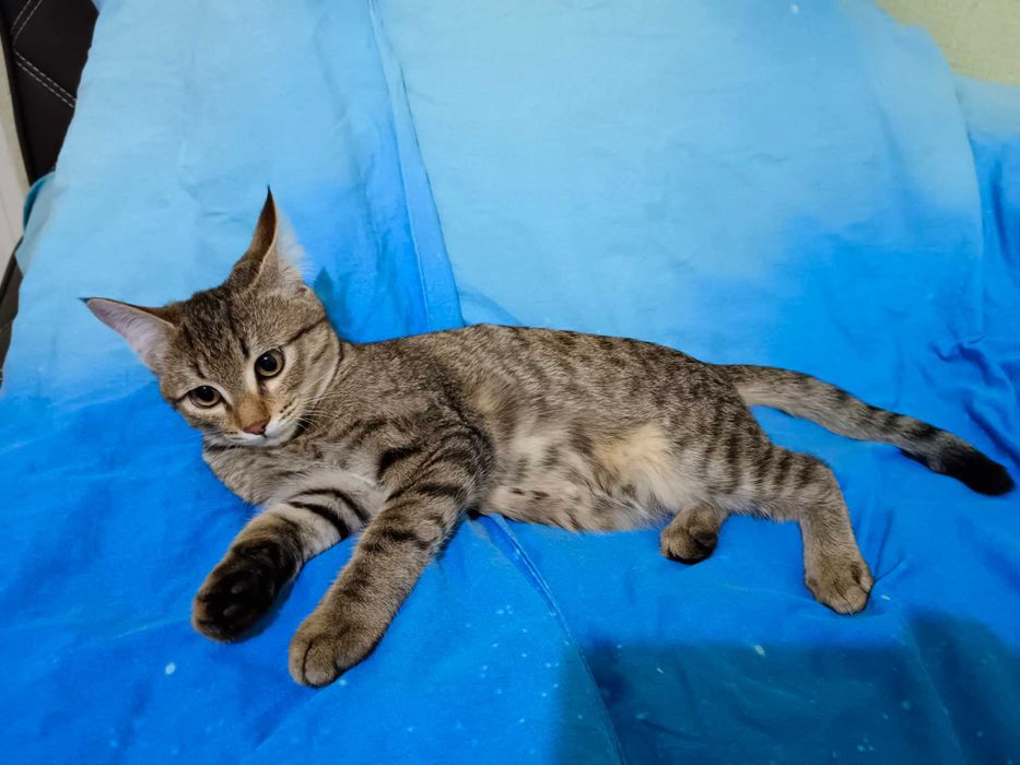 Отдам даром котенка