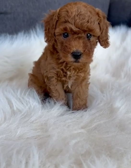 Poodle/Pudel miniatura