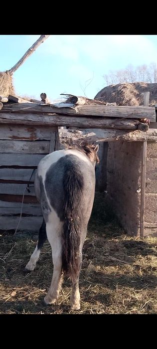Семіз тайлар сатылады