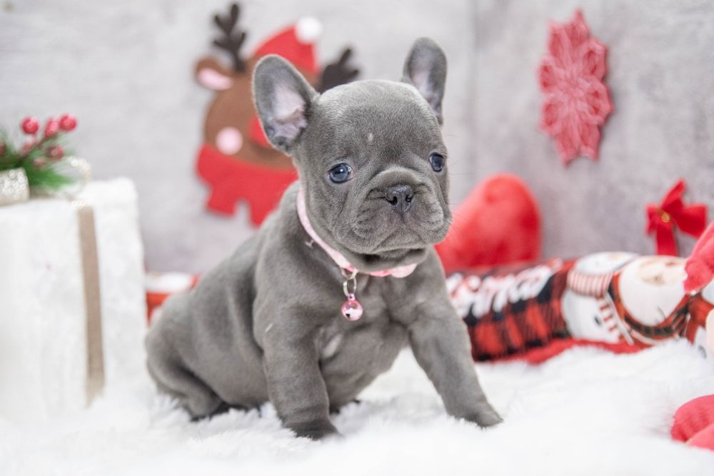 bulldog francez blue