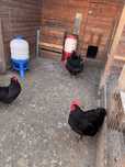Vand Gaini si Cocos rasa Australorp negru