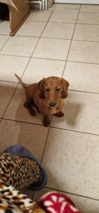 Teckel (fetiță ) păr scurt ,talie mică