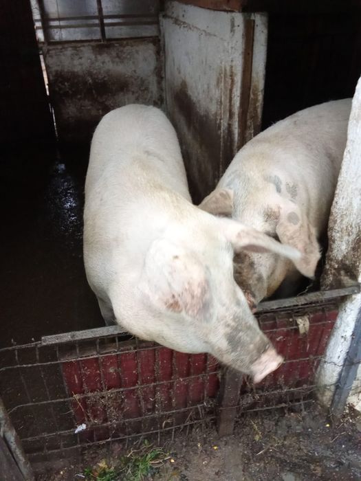 Porc de Crăciun la alegere