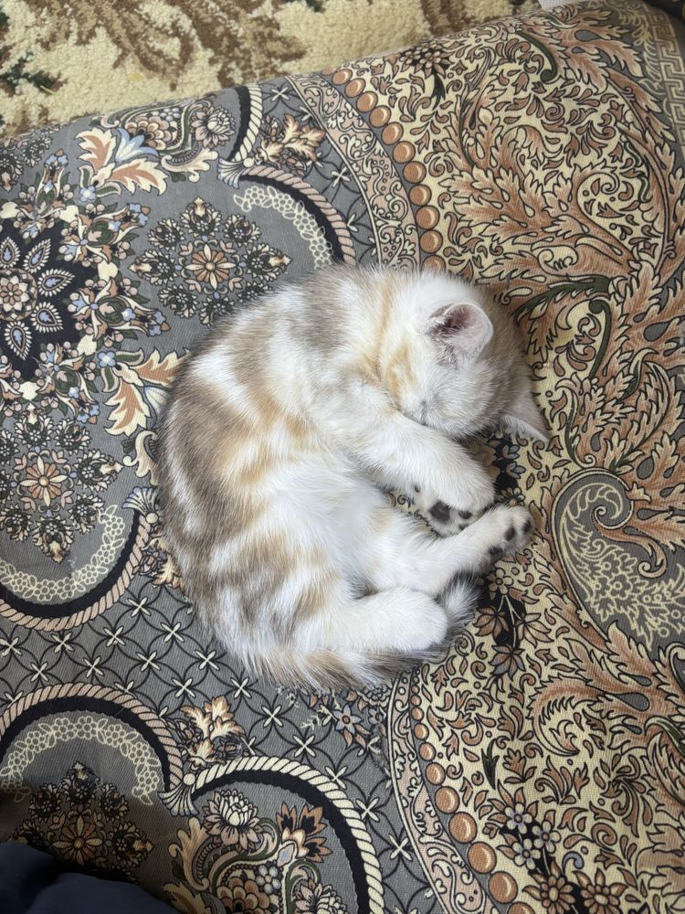 Продается котенок шиншила девочка