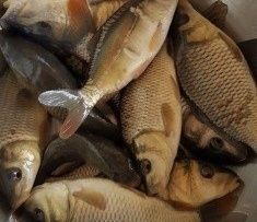 Puiet crap si caras ornamental fishing