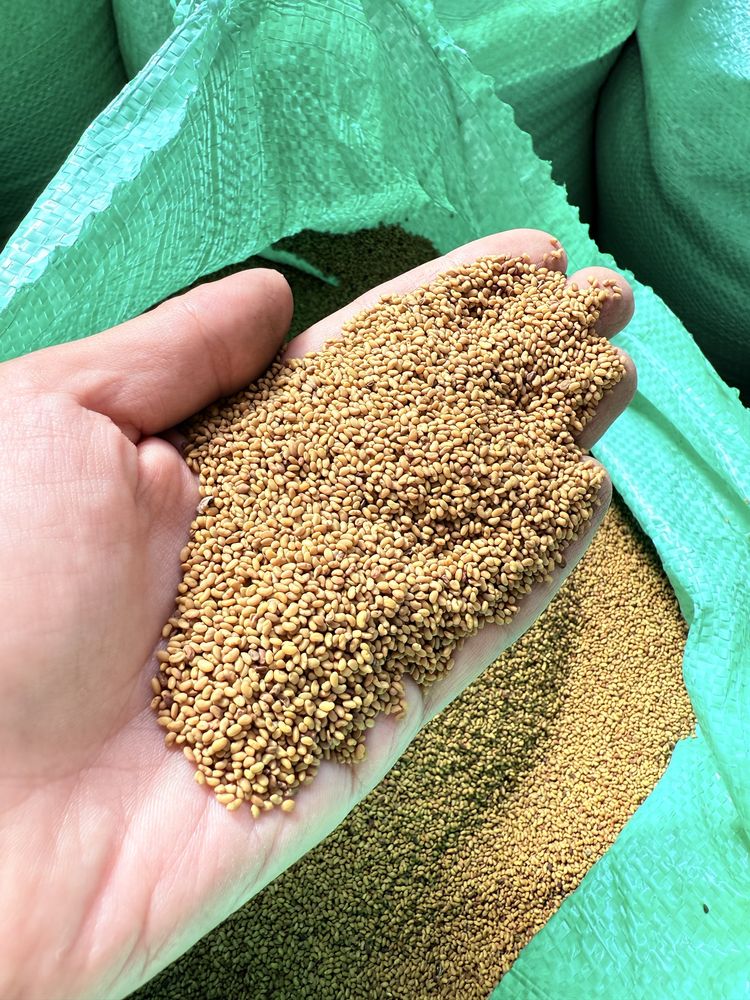 Продавам семе люцерна