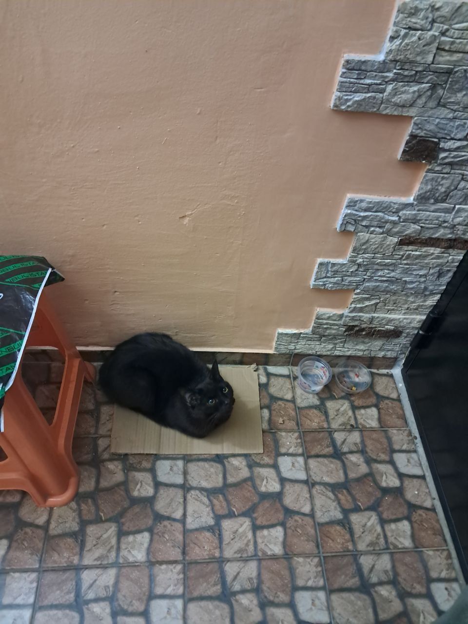 Котику нужен дом