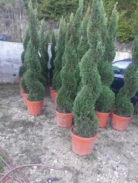 Plante ornamentale, Exotice , Pentru Gradina Dumneavoastra !