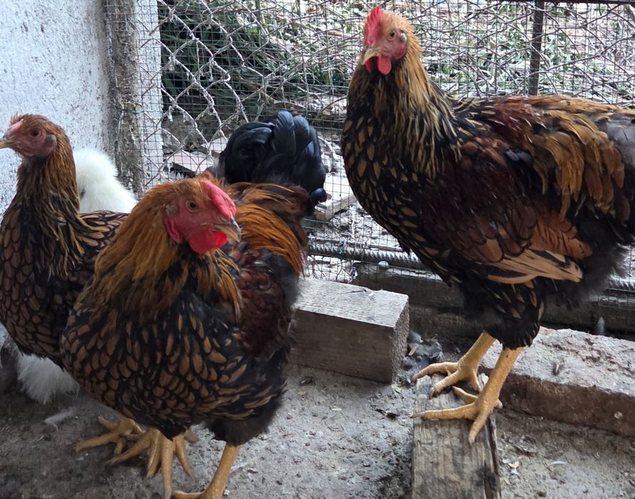 Vand cocosi rasele Wyandotte, Austalorp, Matase japoneza, BrahmaHD
