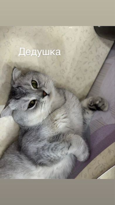 Скотиш фолд 1 ойлик