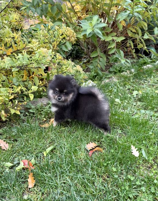 Померан мини момче. Померанче