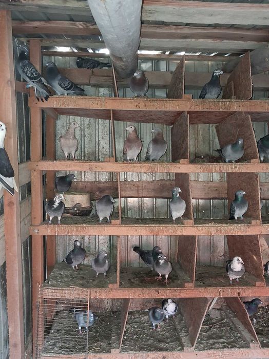 De vanzare porumbei voiajori