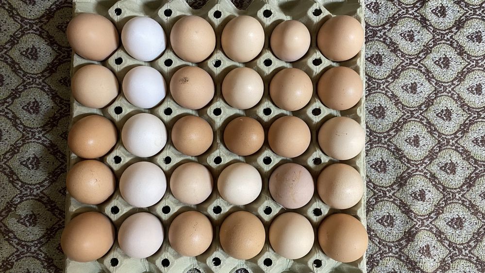 Оплодени яйца за люпене 1,50 бр.