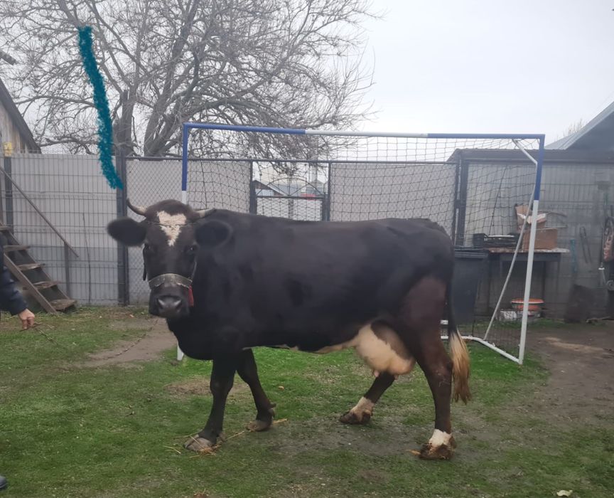 Vaca romaneasca , gestanta in 7 luni si la a 7 fatare .