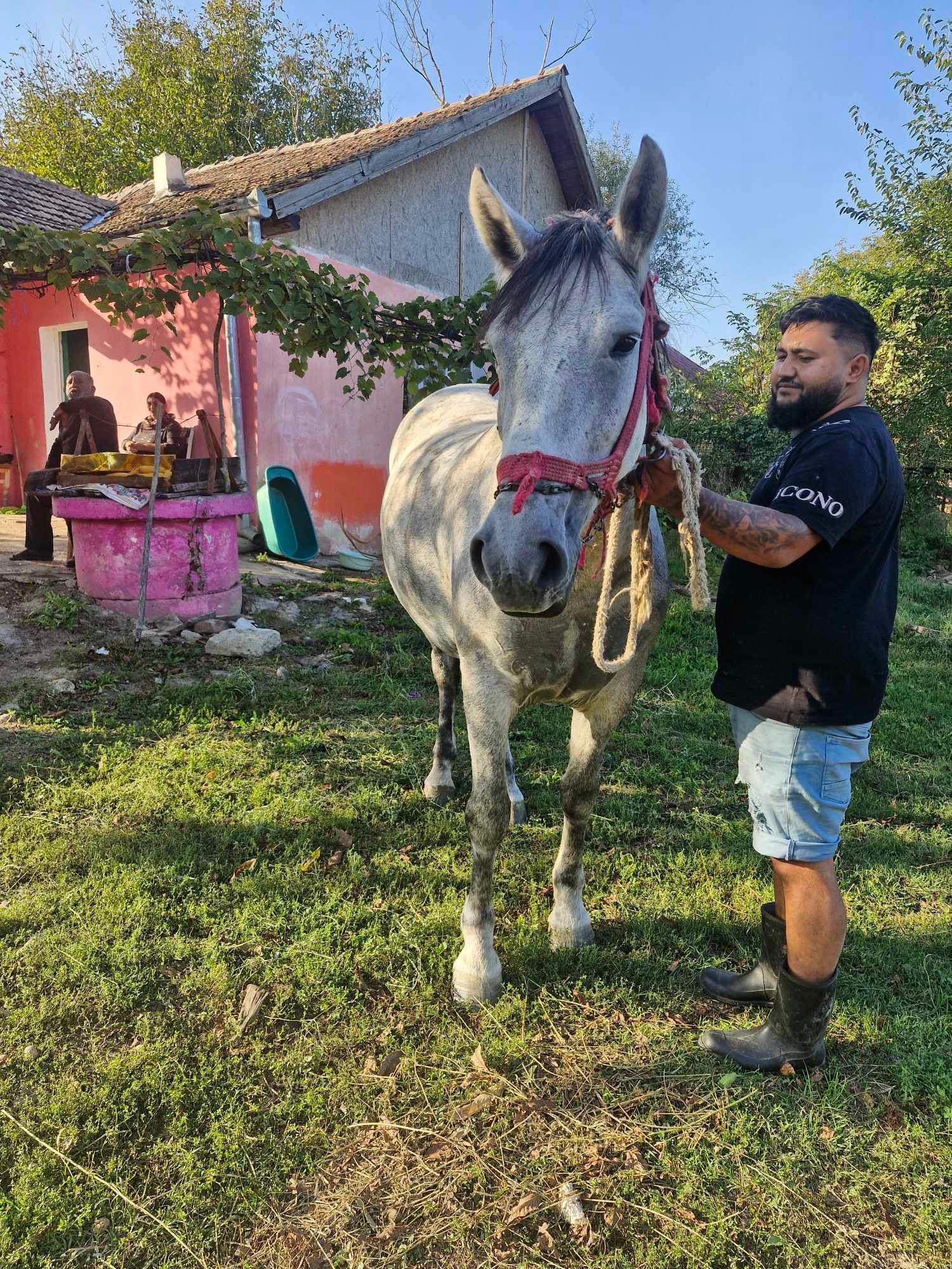 Vând cal de 5 ani