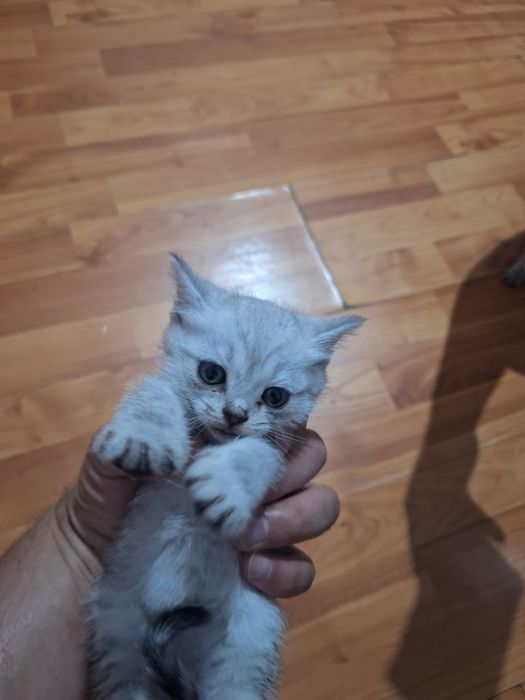 Котята шиншилы. Отдам в добрые руки.