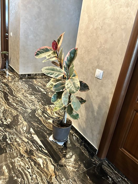 Ficusi de vânzare – diferite dimensiuni (200–600 lei)