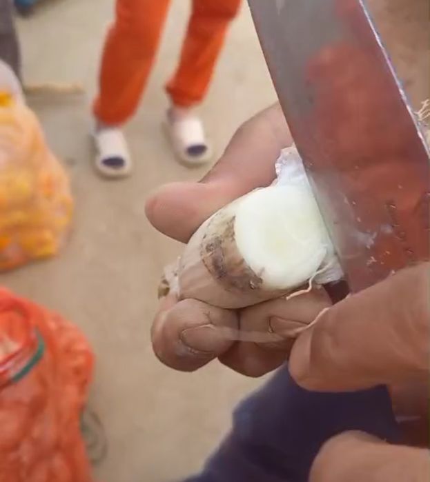 Лук на посадку Стардаст Каратал Шалот