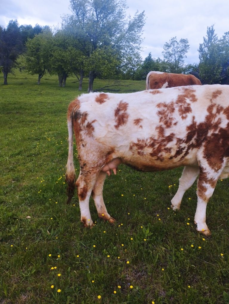 Vaca tânără  de 4 ani
