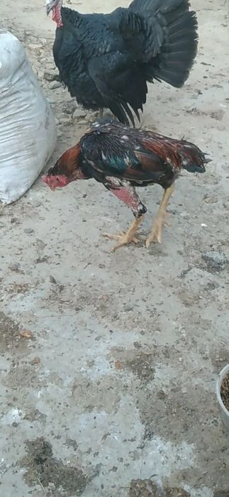 Продам питуха и курицу дакан