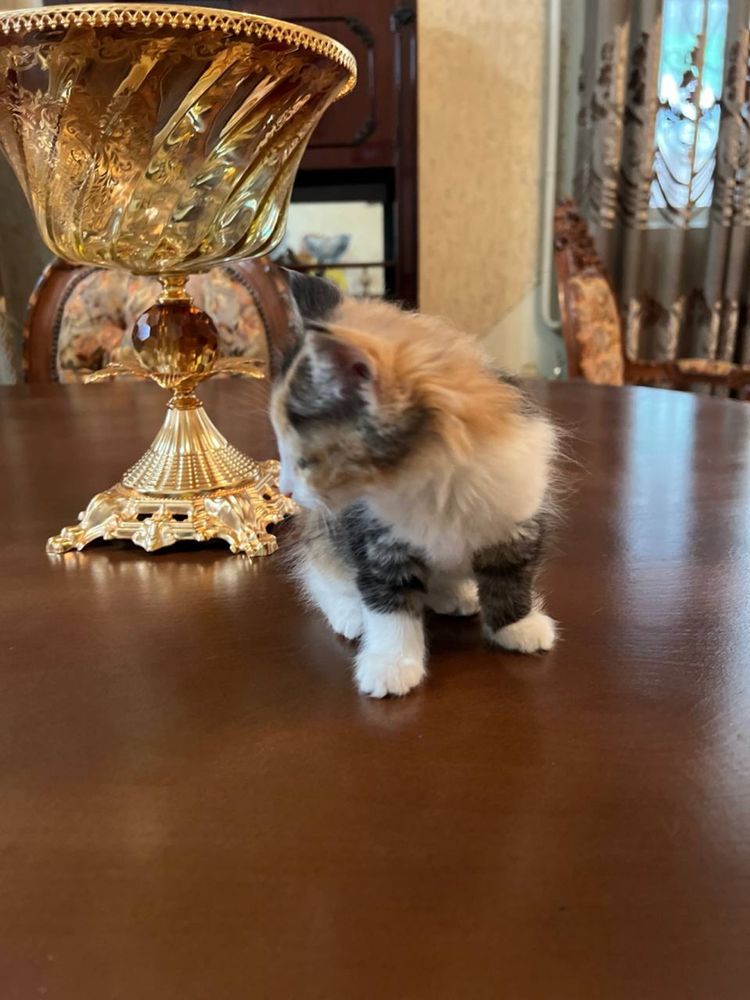 Котята отдадим только в хорошие руки!