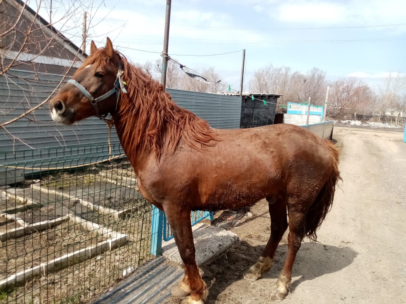 Срочно продам Жеребца