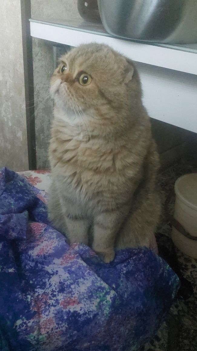 Zotdor mushuk arginal