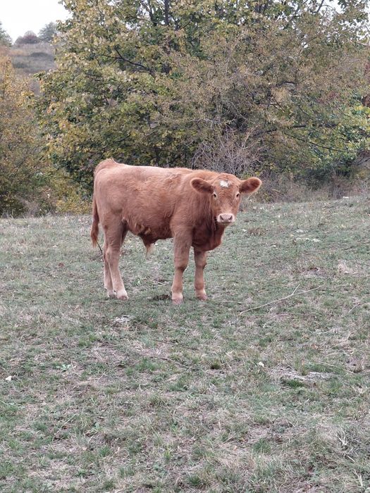 Vând tauras de aproape 5 luni