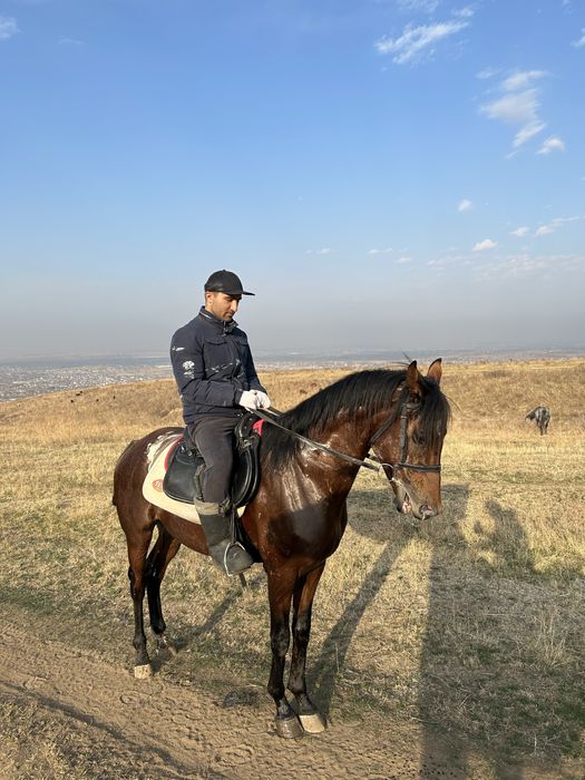 Айгыр сатамын 5 жасар