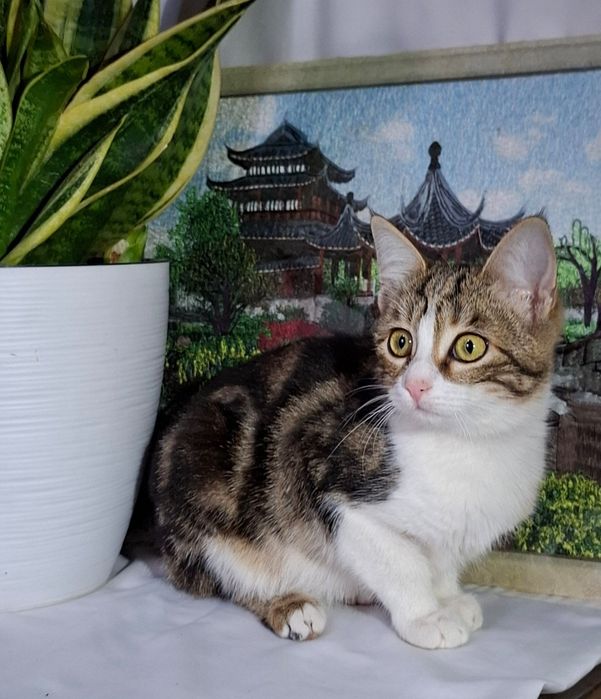 Клеопатра ищет семью