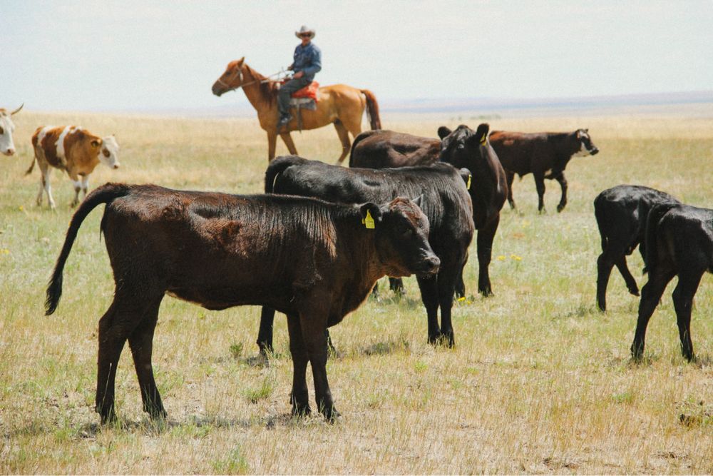 Продаётся крестьянское хозяйство Актобе обл
