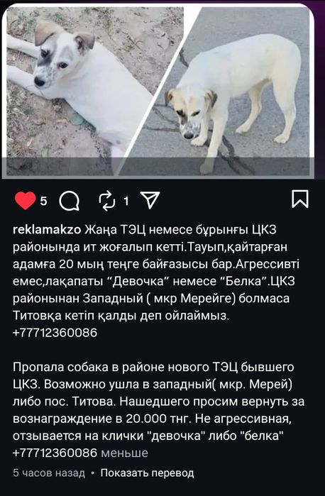 Срочно! Пропала собака. Шұғыл! Ит жоғалды