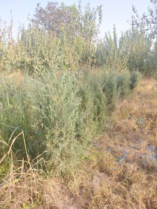 Archa majvelnik sotiladi