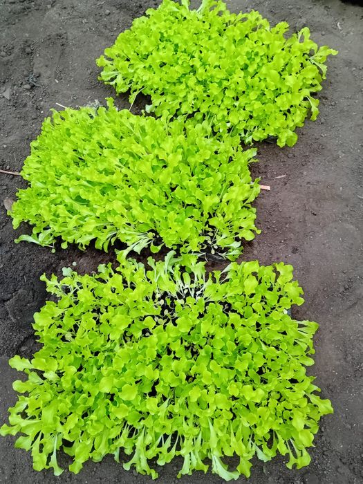 Salata creata 4000 fire