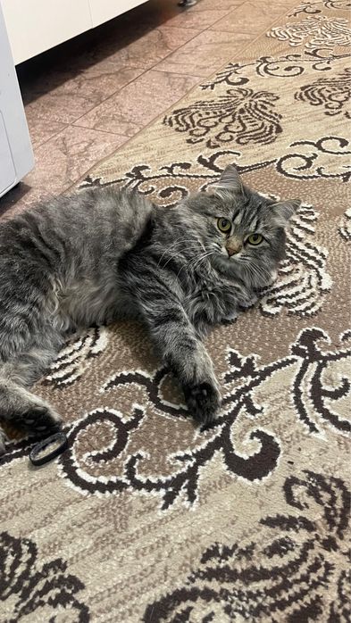 Отдам котенка в дар, бесплатно