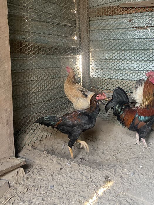 продается куры 1 петух 3 куры 18000 если что договоримся