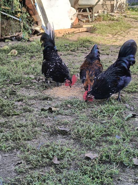 Vând 4 cocoșii de iopan și Cloșcă de iopan cu 10 pui