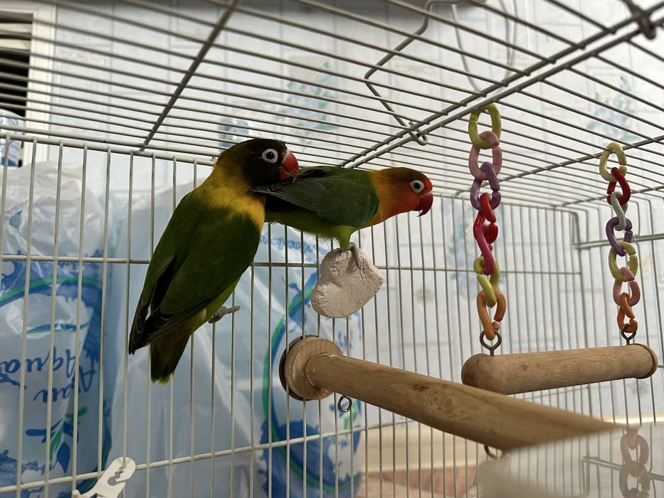 Продам попугаев