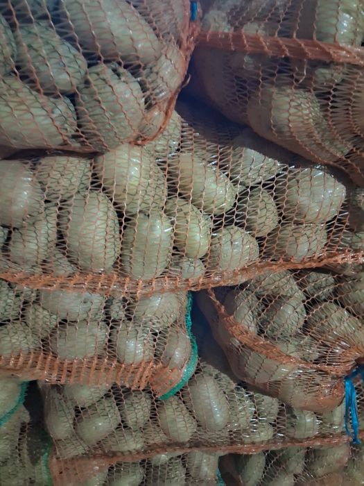 Cartofi albi și rosu cantitate  mare preț 1.5