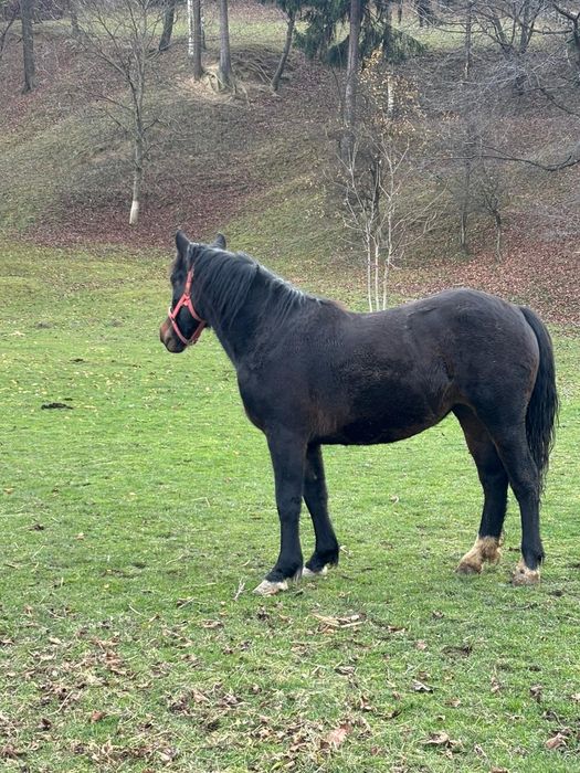 Vând mânză neagră