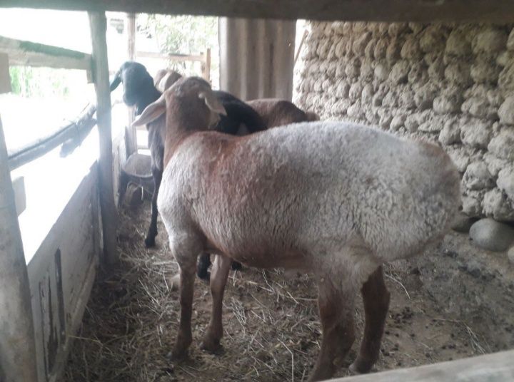 qo'chqorla uyda boqilgan semiz. Joxori bug'doy xashak bilan boqilgan